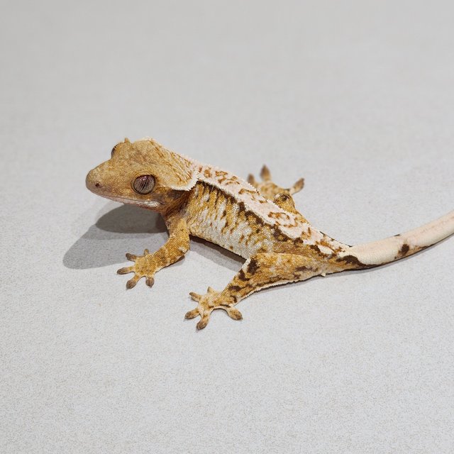 White Crown Tri Extreme Harlequin White Spot