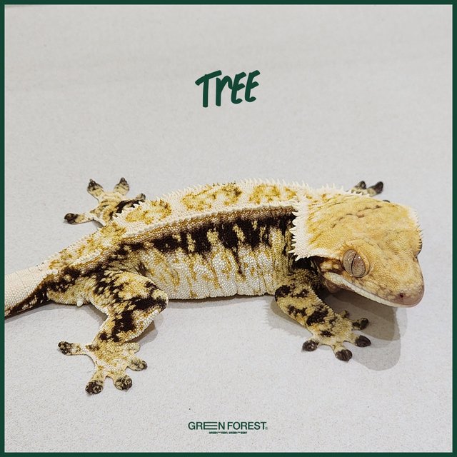 Drippy Quad Tri White Pin White Crown White Spot