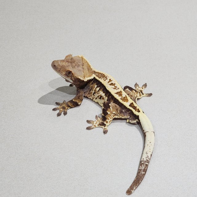 카푸치노 화이트핀