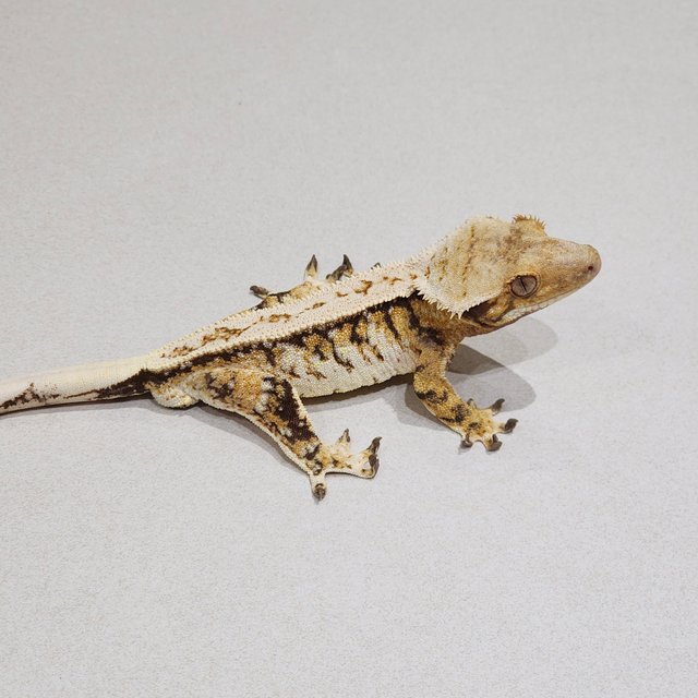 Full Pinstripe White Crown Drippy Extreme Harlequin Tri White Spot