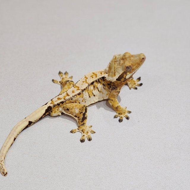 Tri Extreme Harlequin White Spot White Pin