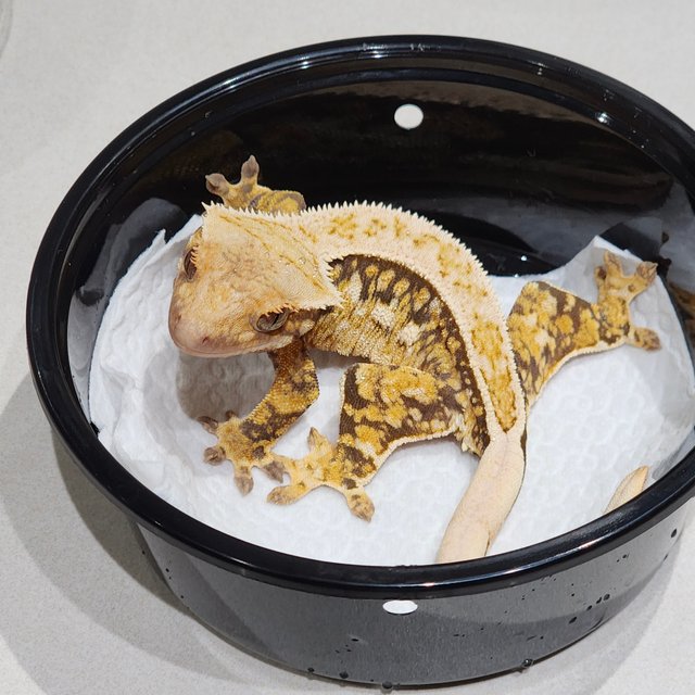 Full Pinstripe Quad White Spot