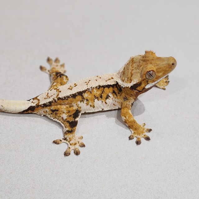 Tri Extreme Harlequin White Pin