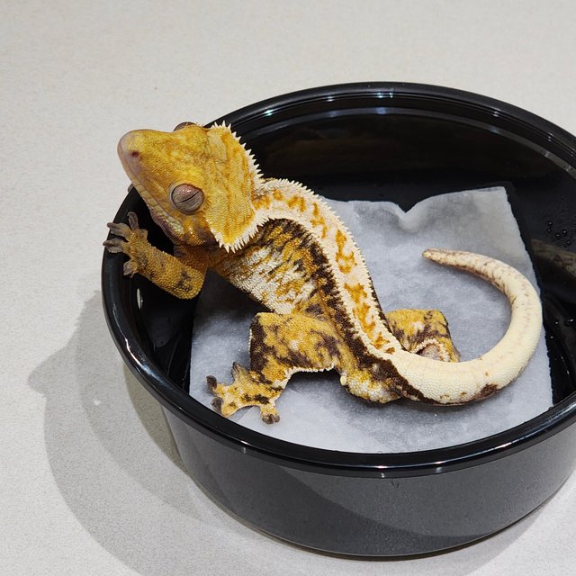 Full Pinstripe Tri Drippy White Crown Quad