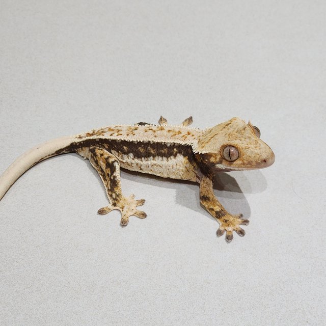 White Crown Full Pinstripe Quad White Spot