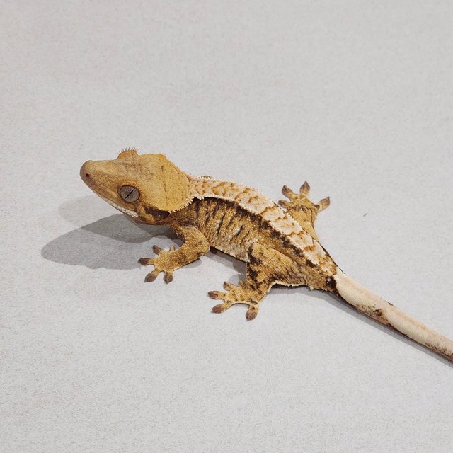 Extreme Harlequin Tri