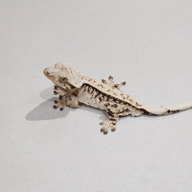 White Spot Full Pinstripe Drippy