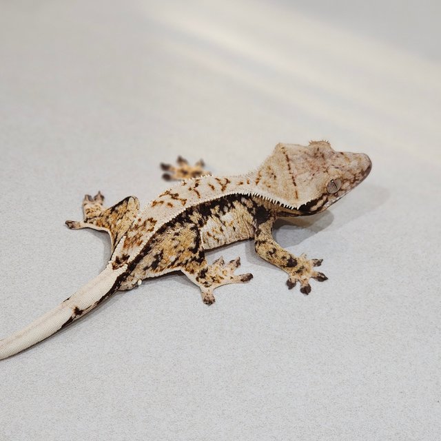 Tri Drippy White Spot White Pin