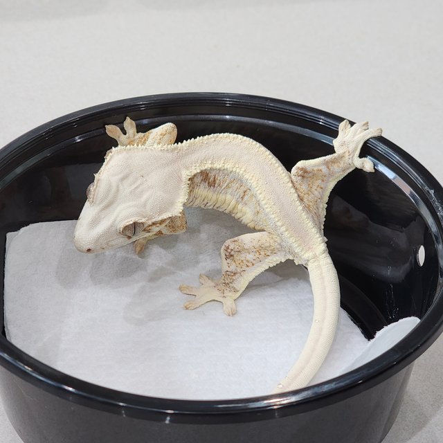 솔리드백 릴리화이트