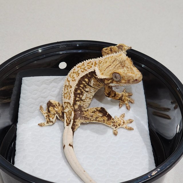 White Crown Drippy Quad White Spot