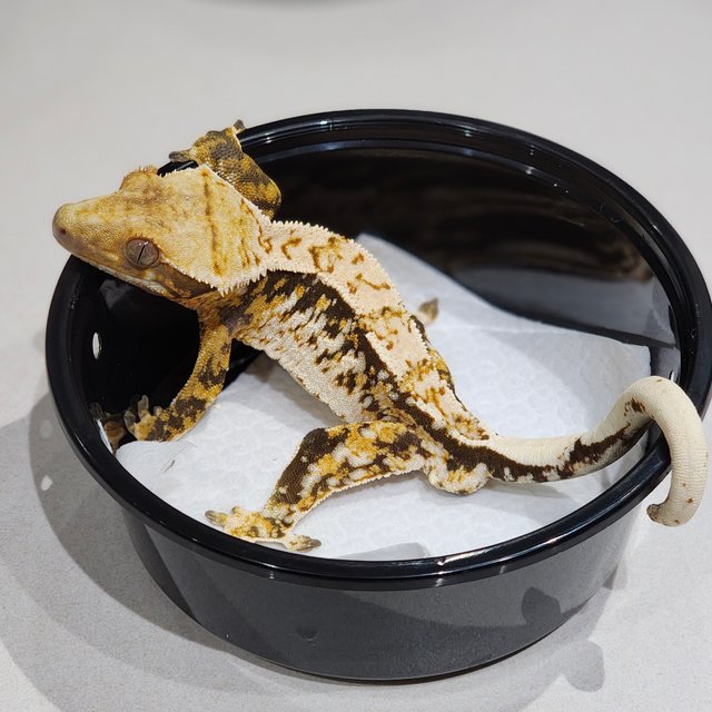 White Crown Tri Extreme Harlequin White Spot