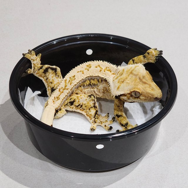 풀핀 드리피 트라이 쿼드 화이트스팟 화이트크라운