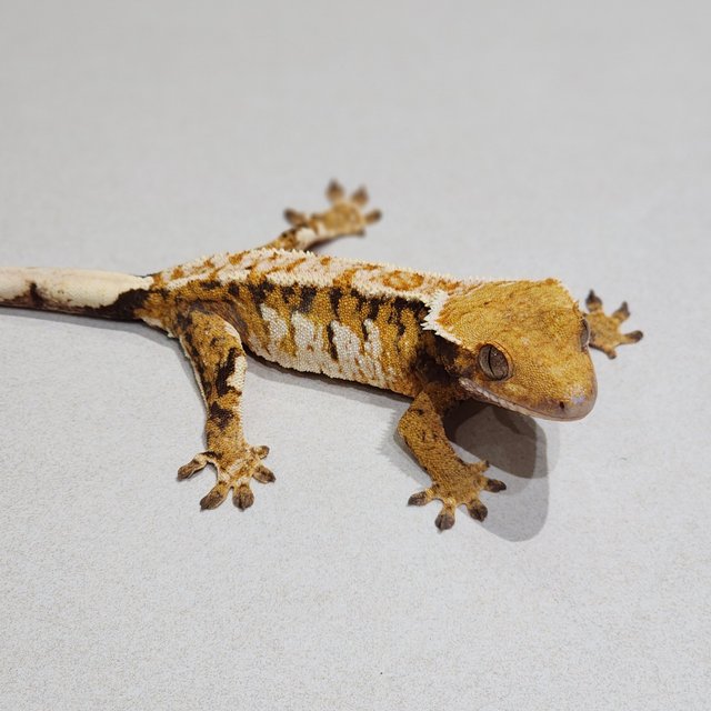 Tri Extreme Harlequin White Crown