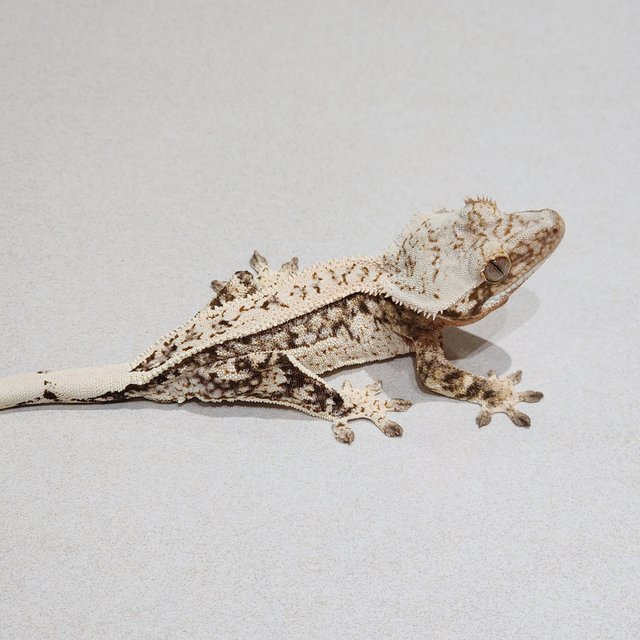 White Crown Full Pinstripe Drippy White Spot Brindle