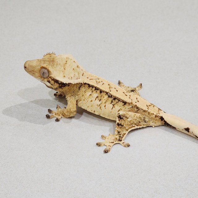 Drippy Tri Extreme Harlequin White Spot