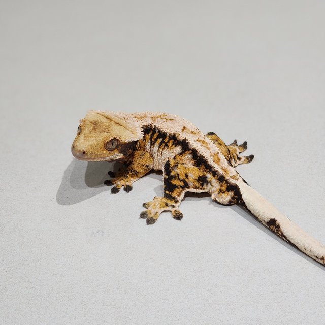 Extreme Harlequin Drippy Tri White Pin White Spot