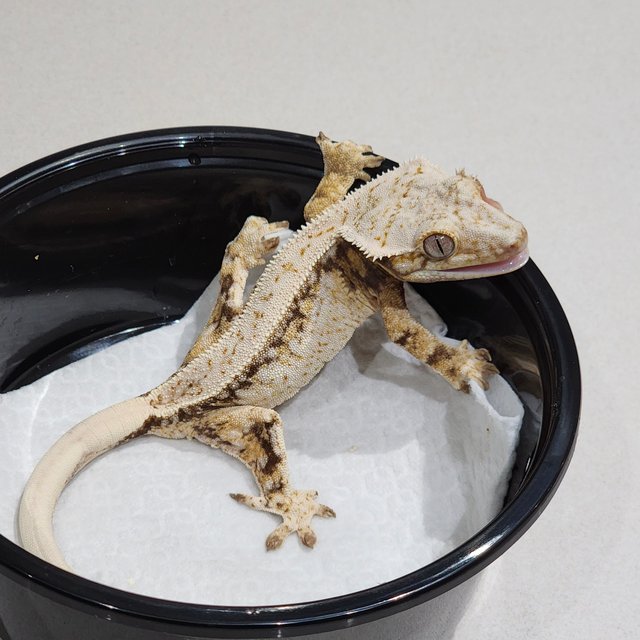 풀핀 드리피 화이트스팟 화이트핀