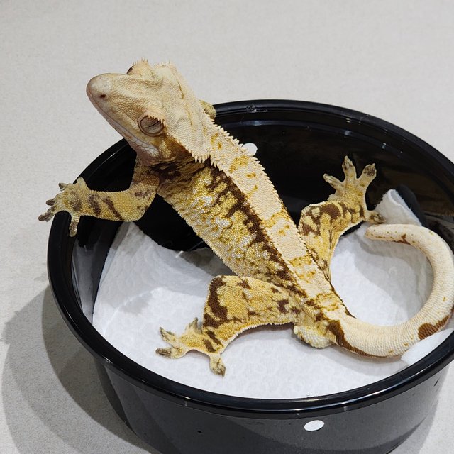 드리피 트라이 익스트림할리퀸