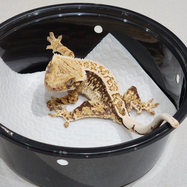 White Crown Drippy Quad White Spot