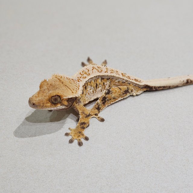 Drippy Quad Tri White Spot White Crown White Pin