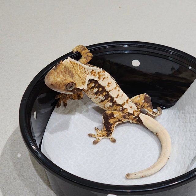 화이트크라운 트라이 익스트림할리퀸 화이트스팟