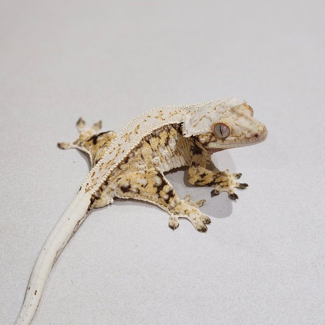 Full Pinstripe Drippy Quad White Spot