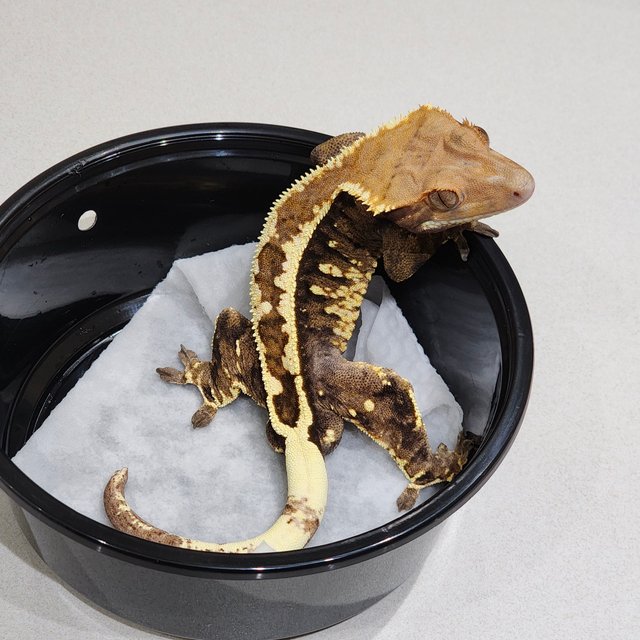 풀핀 카푸치노 화이트크라운