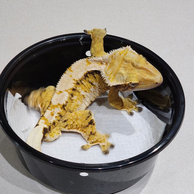 화이트크라운 트라이 익스트림할리퀸 화이트핀