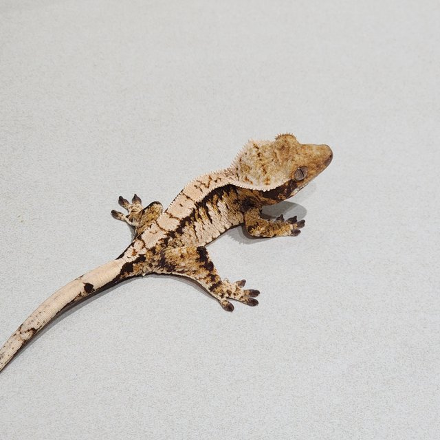 Drippy White Pin White Spot Tri Extreme Harlequin