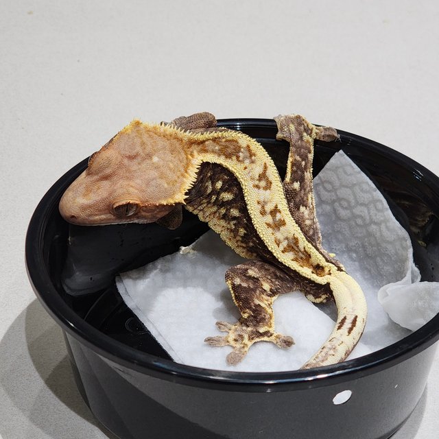 화이트크라운 카푸치노 풀핀