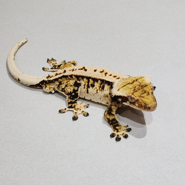 White Pin Extreme Harlequin White Spot Zengex Tri