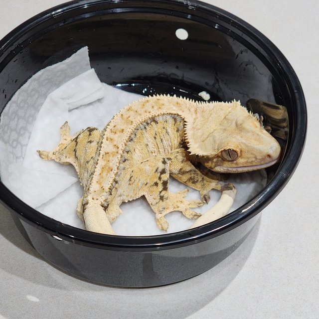 화이트핀 트라이 익스트림할리퀸 화이트스팟 드리피