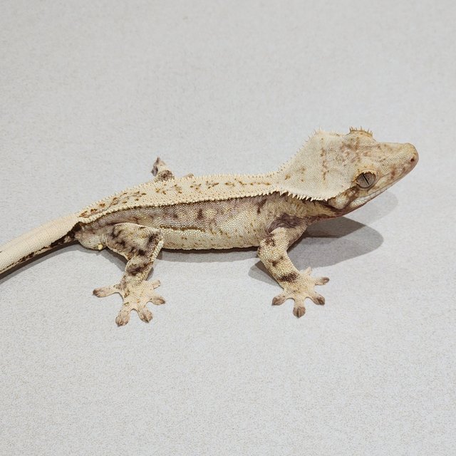 Drippy Quad White Spot Full Pinstripe