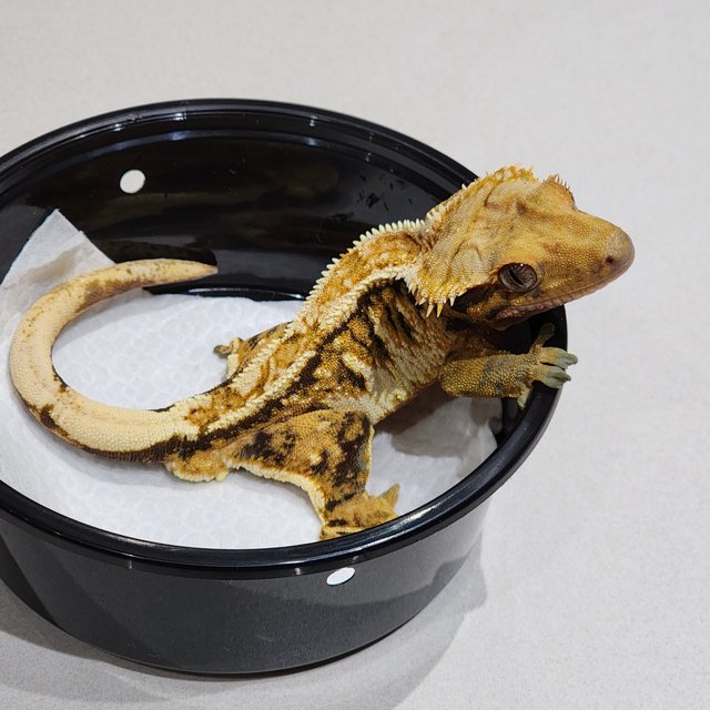 화이트크라운 트라이 익스트림할리퀸