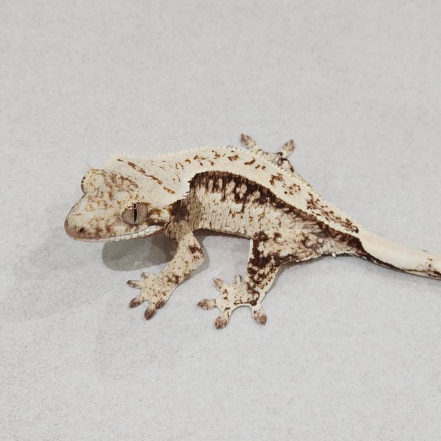 풀핀 드리피 화이트스팟 젠젝스