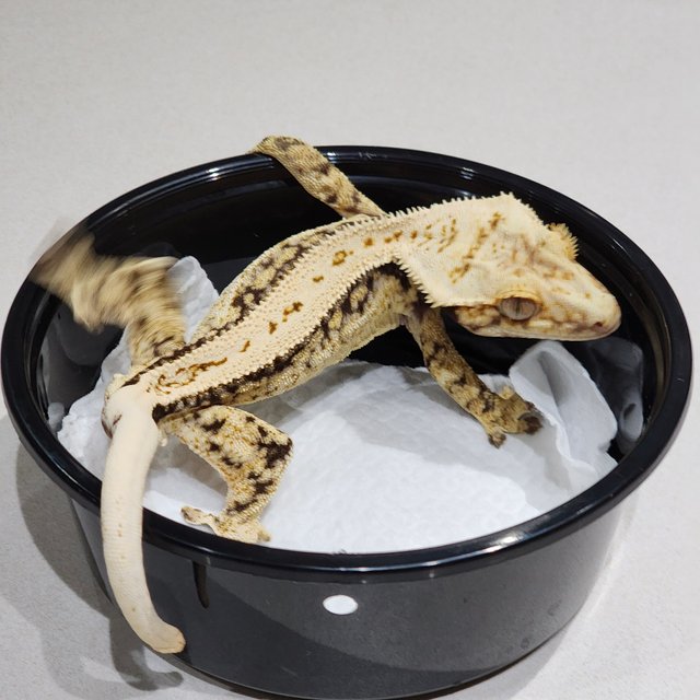 풀핀 드리피 화이트스팟