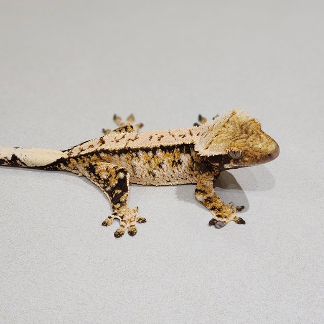 Tri Extreme Harlequin White Spot