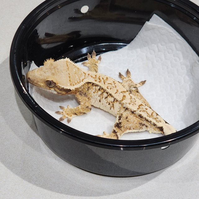 화이트크라운 트라이 익스트림할리퀸 화이트스팟 드리피