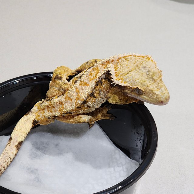 화이트핀 트라이 익스트림할리퀸 드리피 화이트스팟