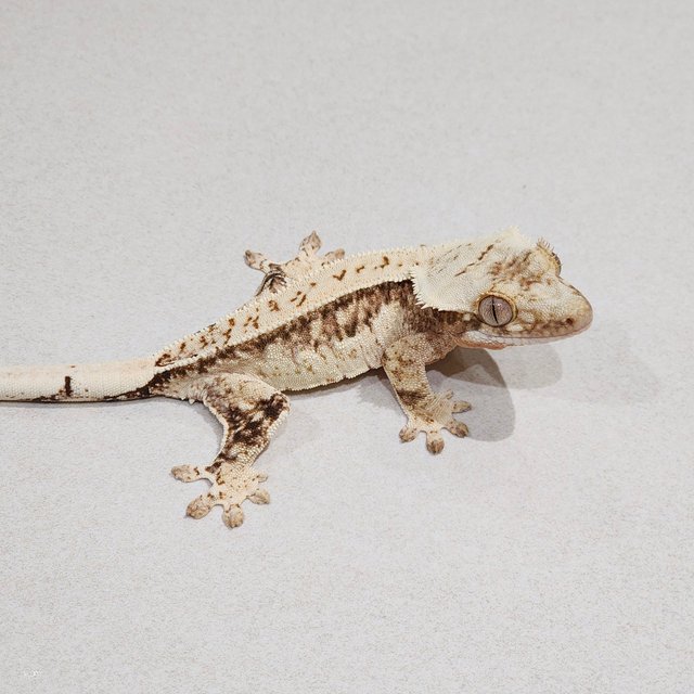 Drippy Quad White Spot Brindle