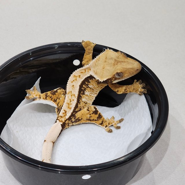 트라이 익스트림할리퀸 화이트스팟