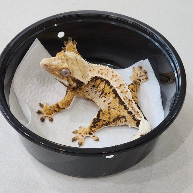 풀핀 드리피 화이트스팟 트라이 익스트림할리퀸