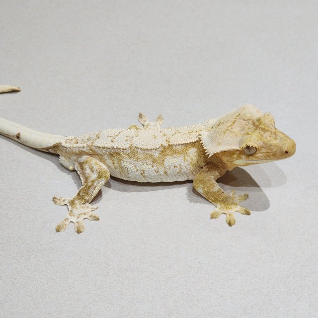 Cream Drippy White Spot