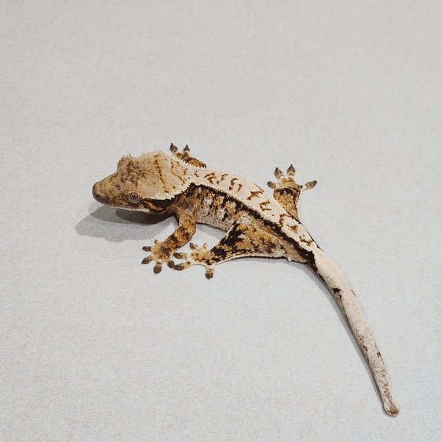 화이트핀 화이트스팟 트라이 익스트림할리퀸