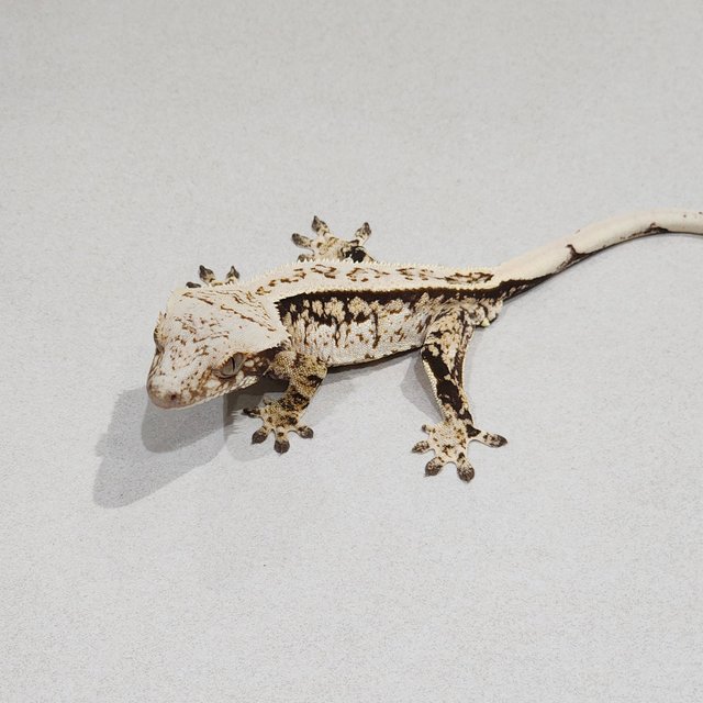 풀핀 트라이 익스트림할리퀸