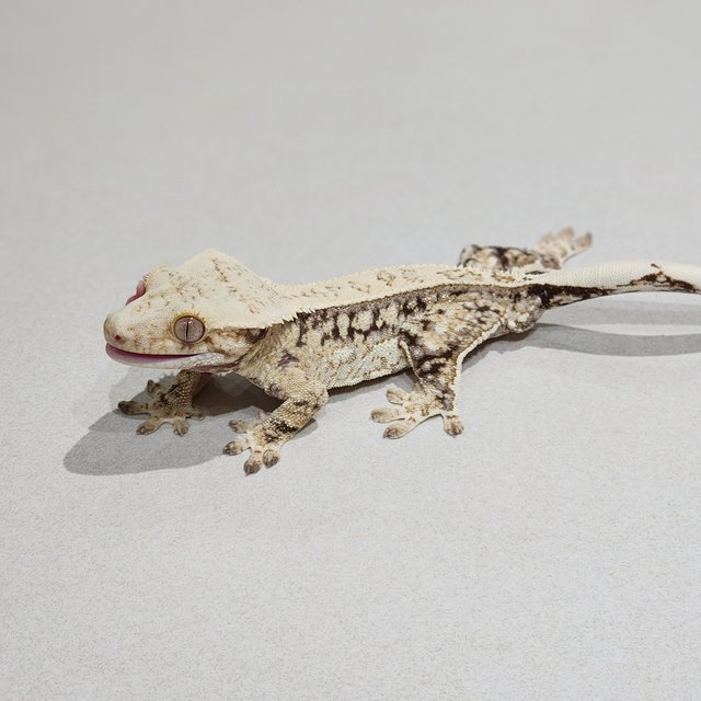 Quad White Spot Drippy