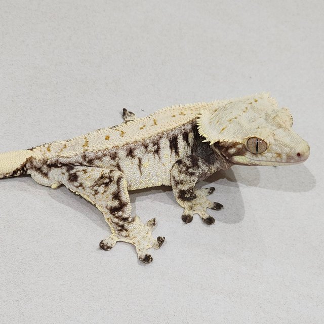 Drippy White Spot Zengex