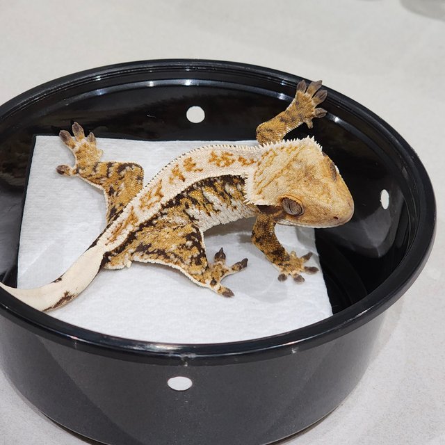 White Crown Drippy Tri White Spot Extreme Harlequin