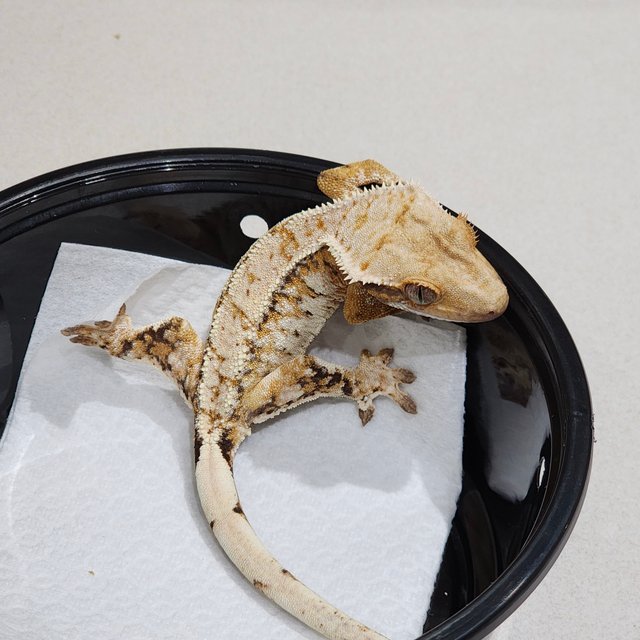 드리피 화이트스팟 트라이 익스트림할리퀸 화이트크라운 화이트핀