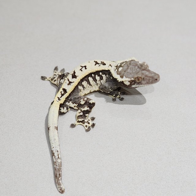 White Spot Full Pinstripe White Pin Tri Cappuccino